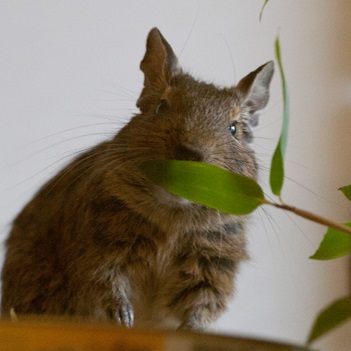 Degu Männchen