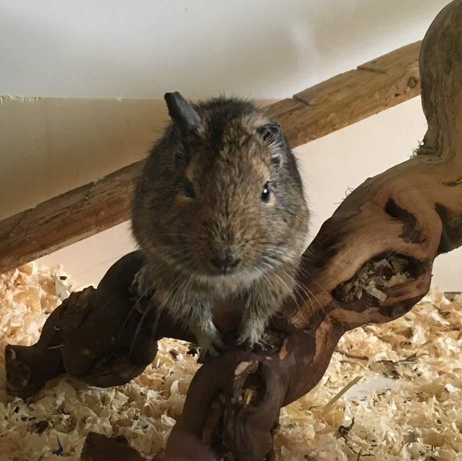 Degu Kastraten
